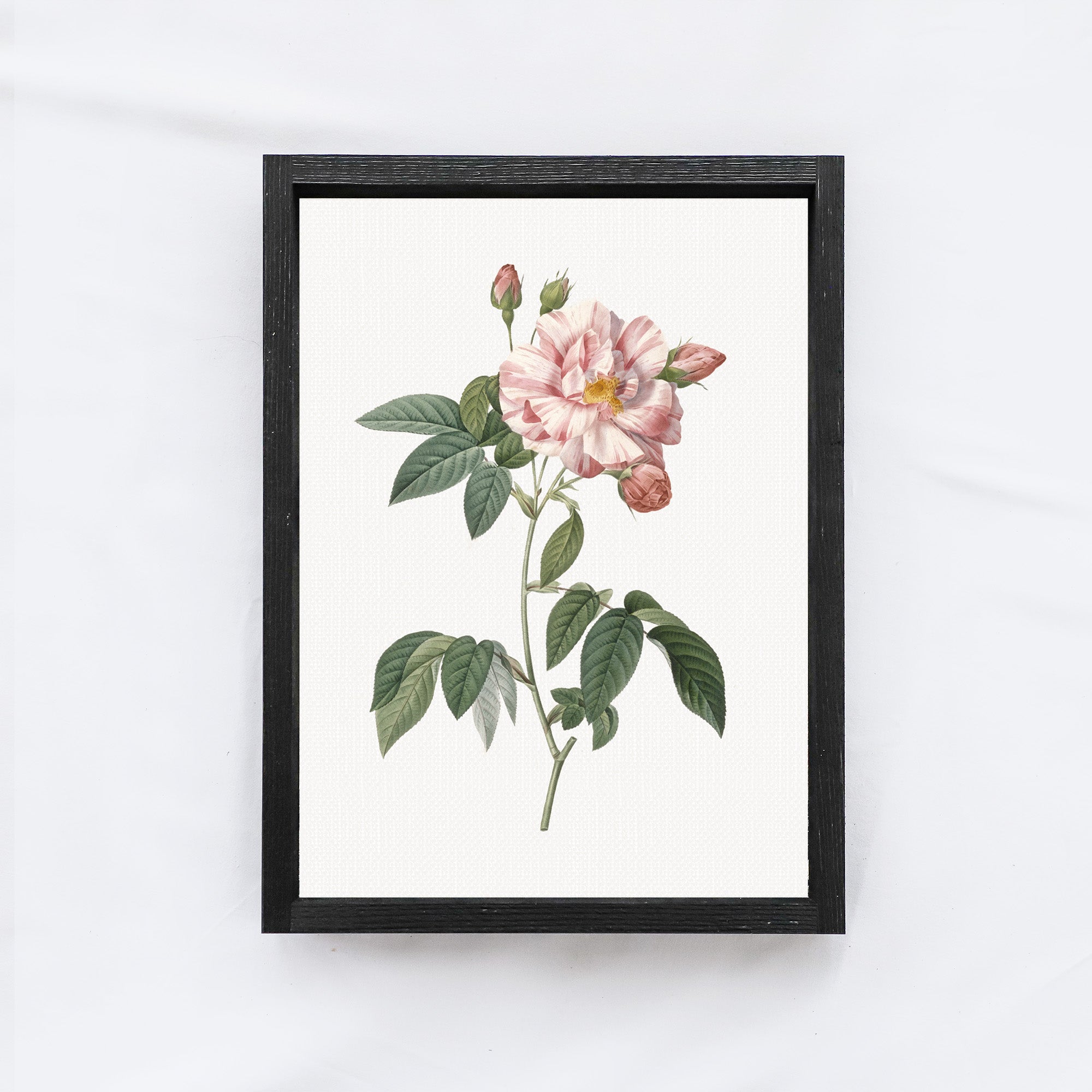 Rose Bush Drawing On Linen A55-0