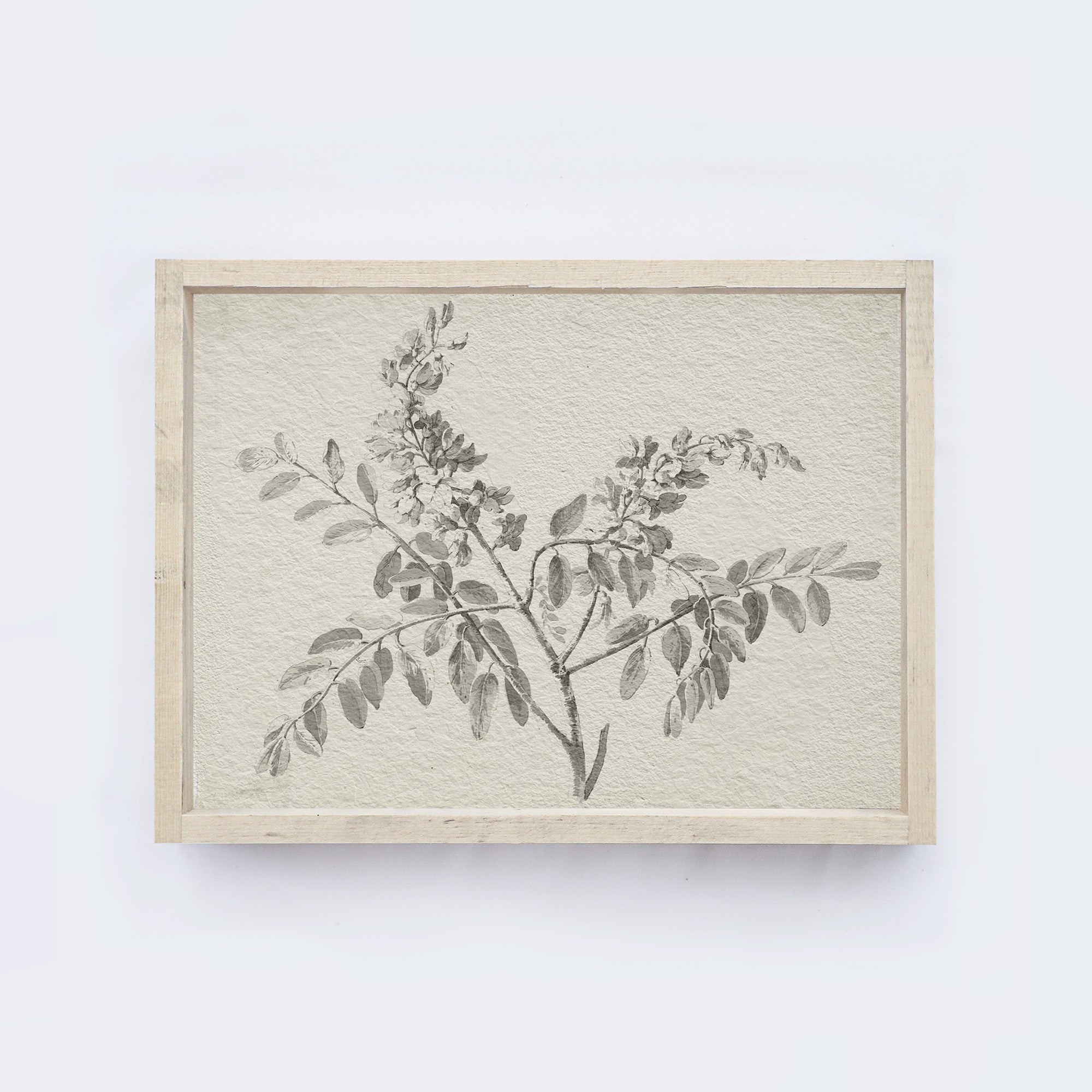 Vintage Botanical Watercolour Painting A75-1