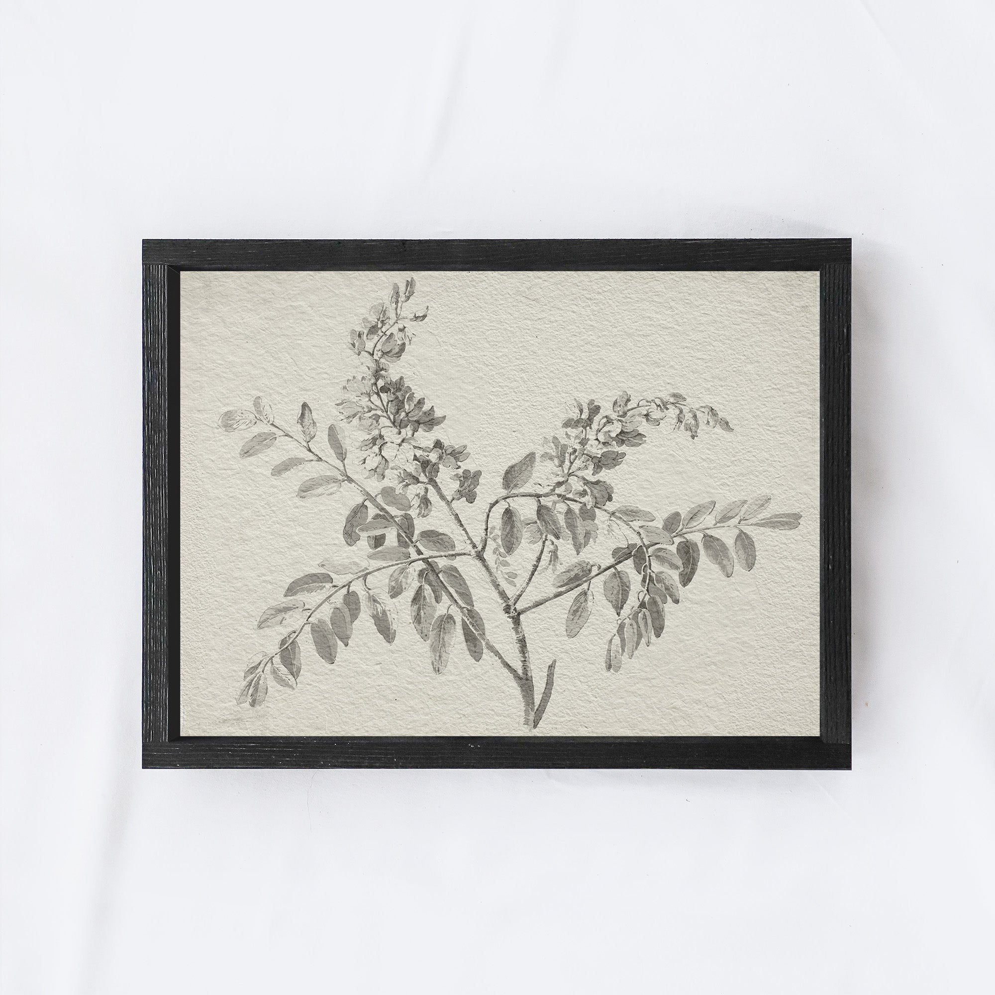 Vintage Botanical Watercolour Painting A75-0
