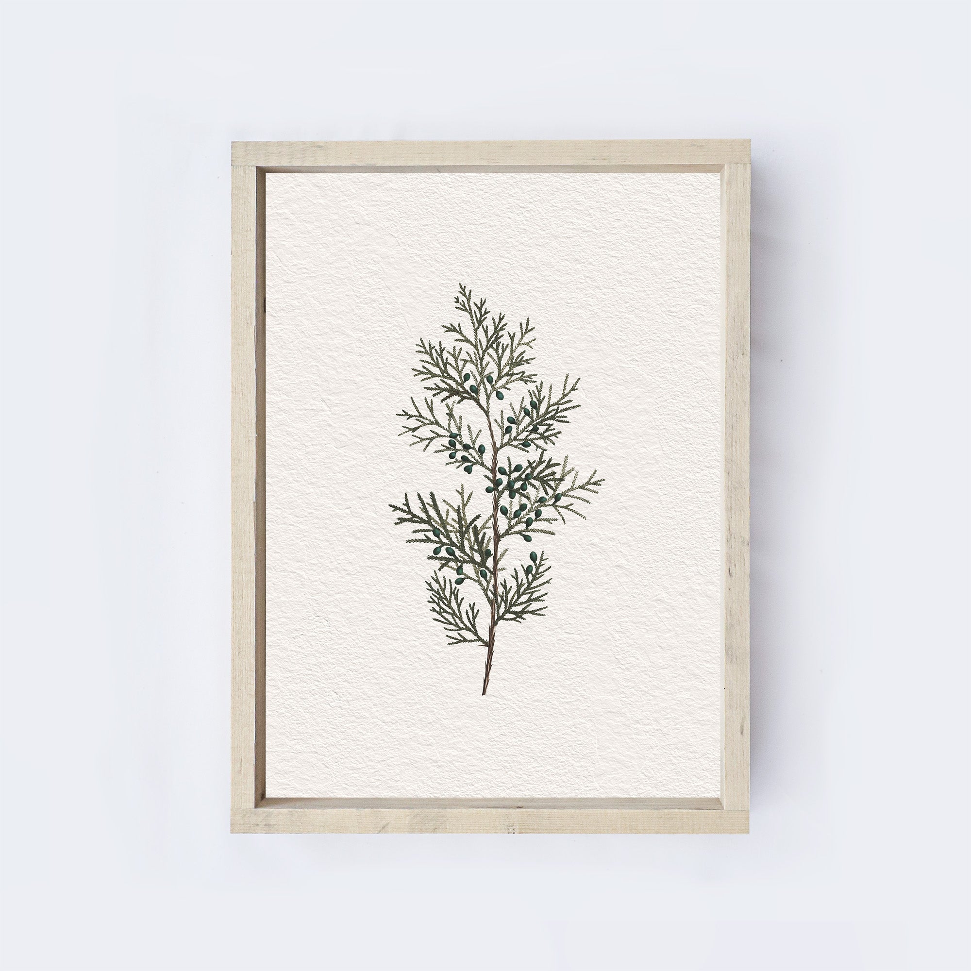 Vintage Coniferous Drawing A72-2