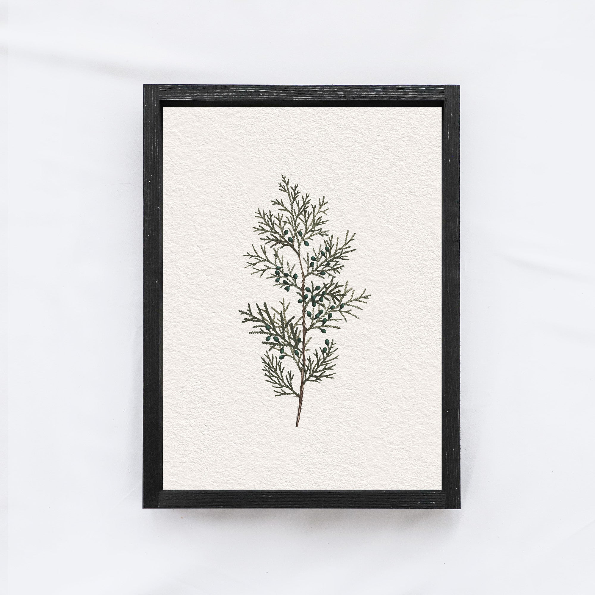 Vintage Coniferous Drawing A72-1