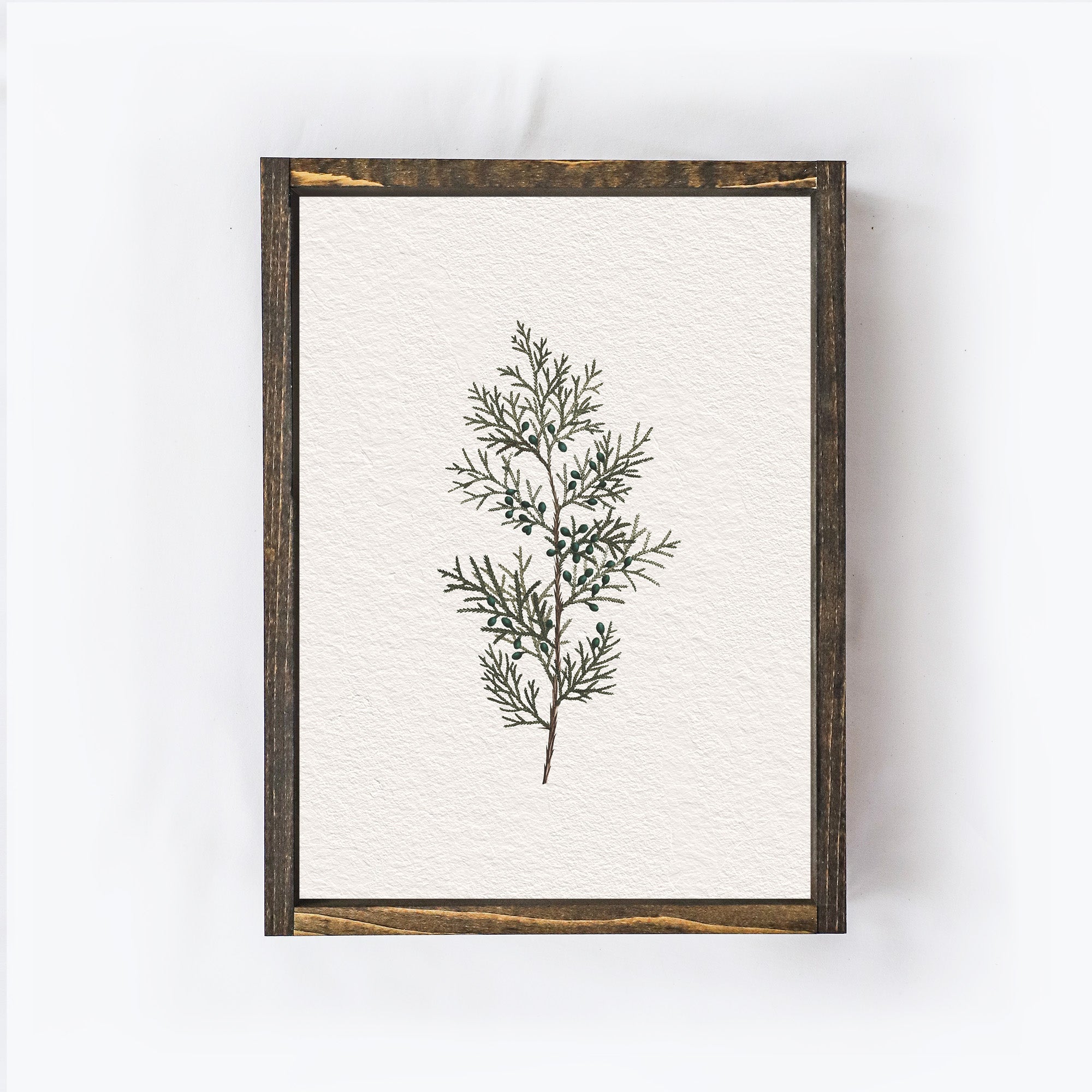 Vintage Coniferous Drawing A72-0