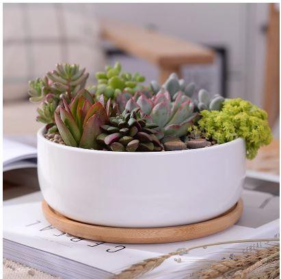 Succulent Planter -Round