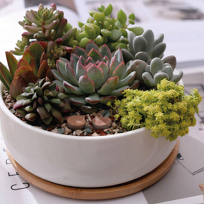 Succulent Planter -Round