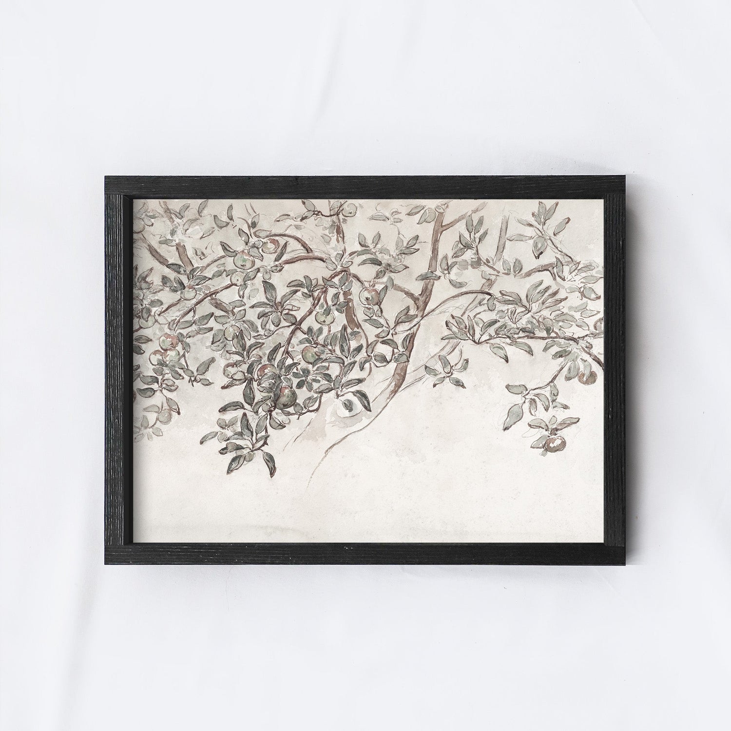 Vintage Print Framed | Apple Blossom Sketch A131-2