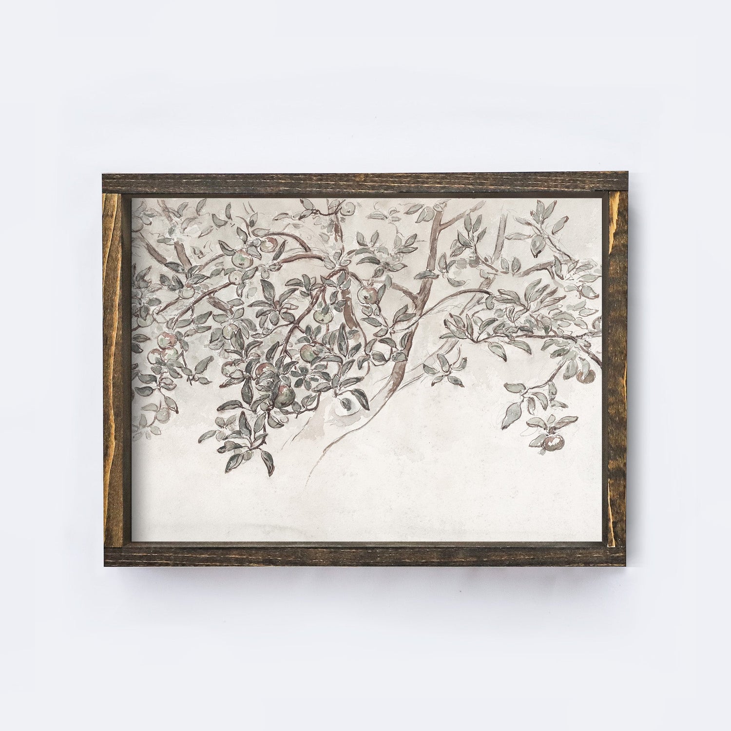 Vintage Print Framed | Apple Blossom Sketch A131-1