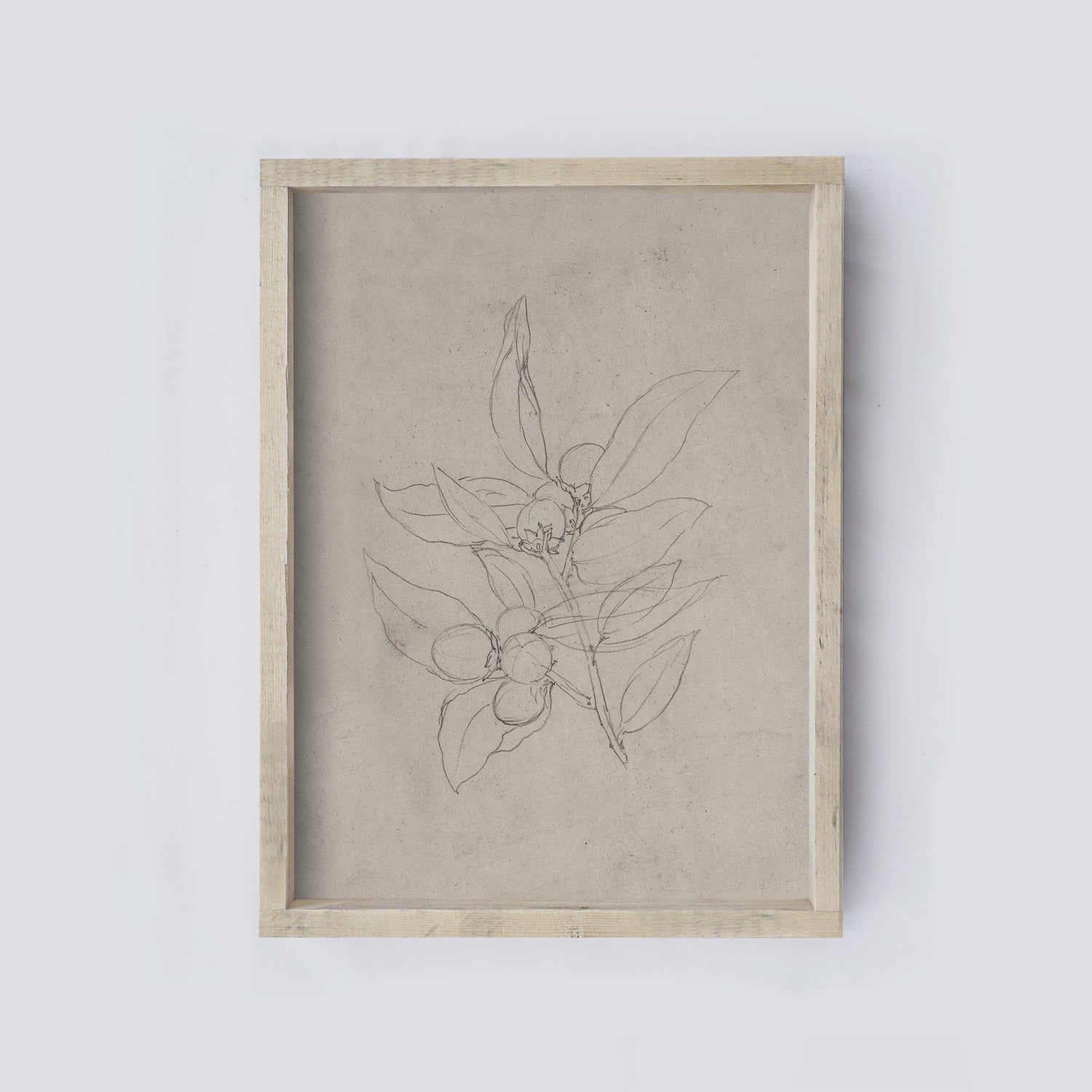 Vintage Print Framed | Vintage Olive Sketch A159-0