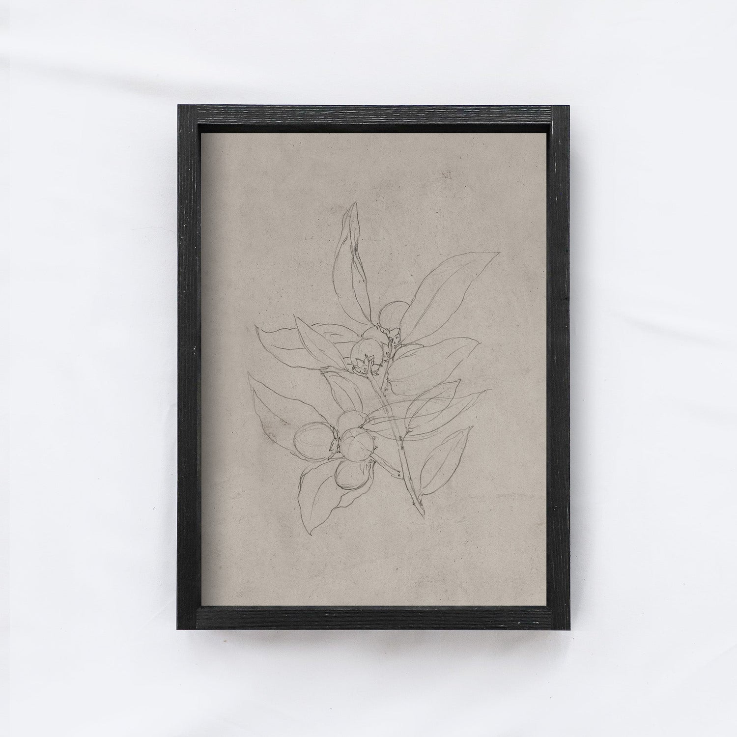 Vintage Print Framed | Vintage Olive Sketch A159-2