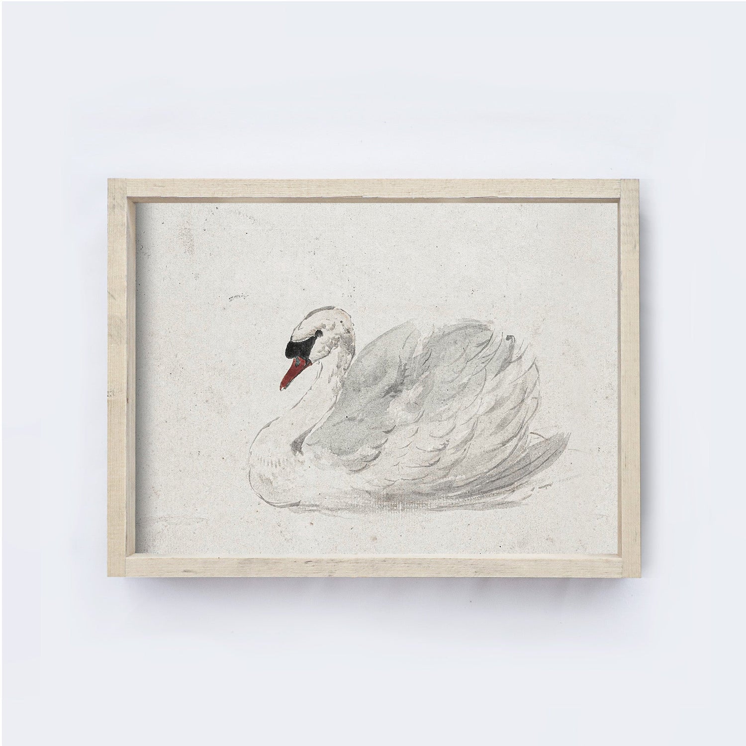 Vintage Art Print | White Swan Watercolour A98-3