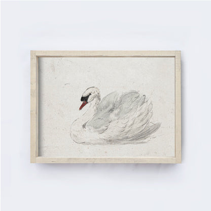 Vintage Art Print | White Swan Watercolour A98-3