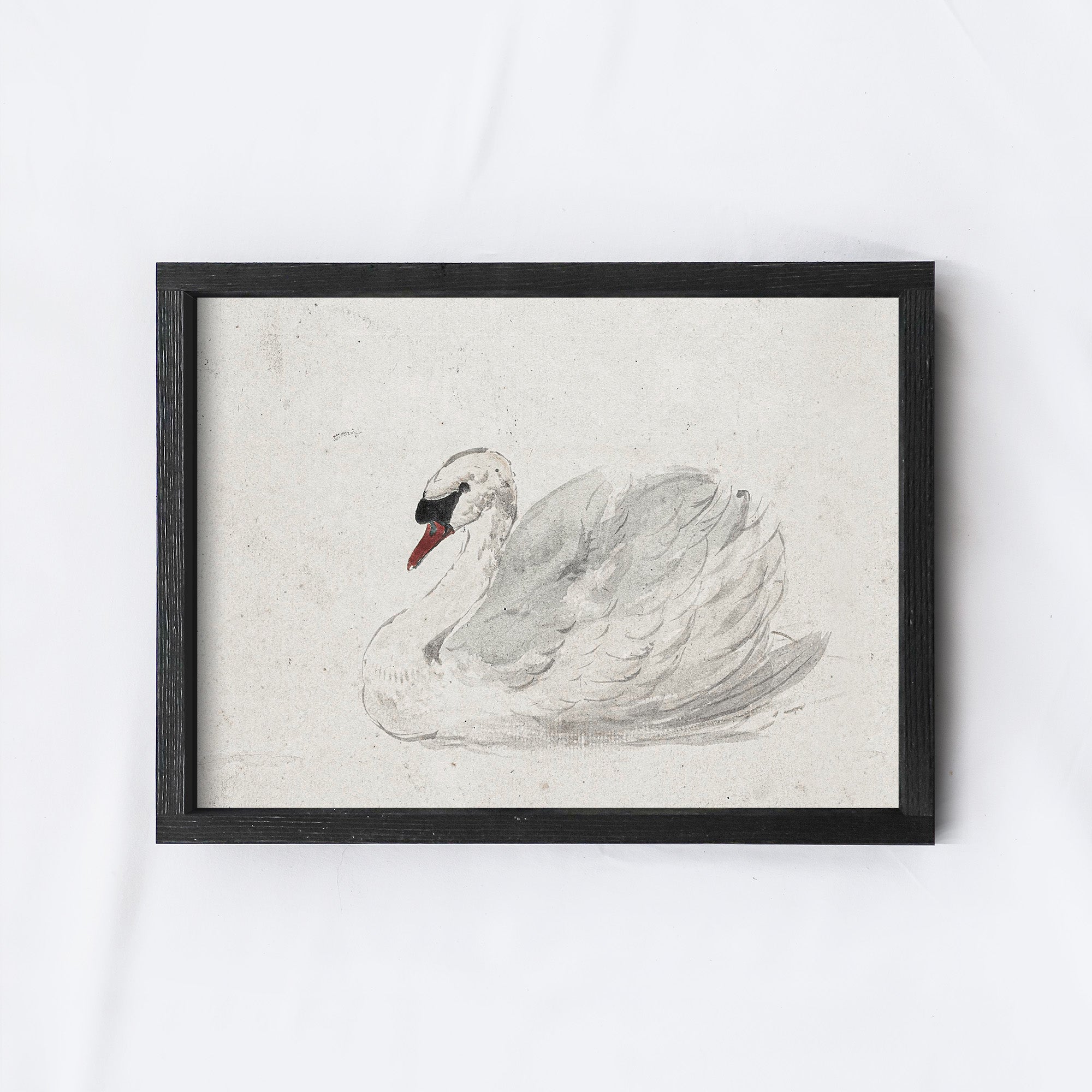 Vintage Art Print | White Swan Watercolour A98-2