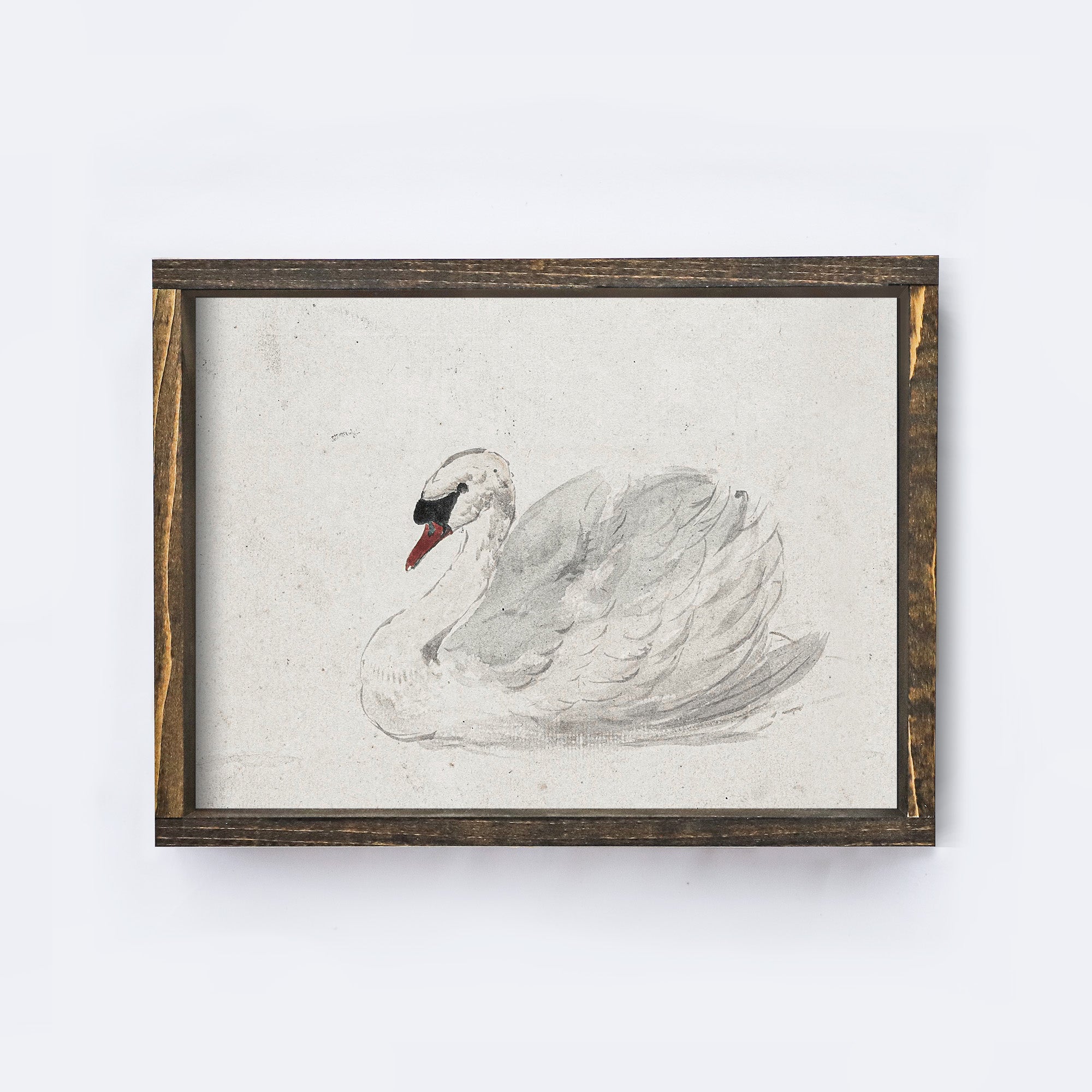 Vintage Art Print | White Swan Watercolour A98-1