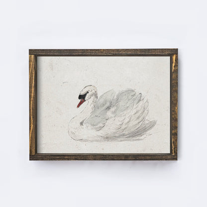 Vintage Art Print | White Swan Watercolour A98-1