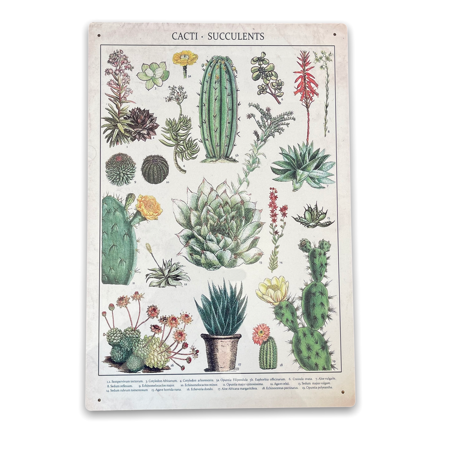 Vintage Metal Sign - Retro Cacti &amp; Succulents Identification Picture-0