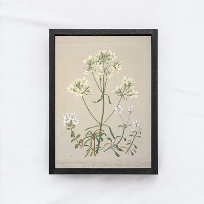 Vintage Flower Drawing A61-1