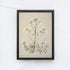 Vintage Flower Drawing A61-1