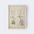 Vintage Flower Drawing A58-0