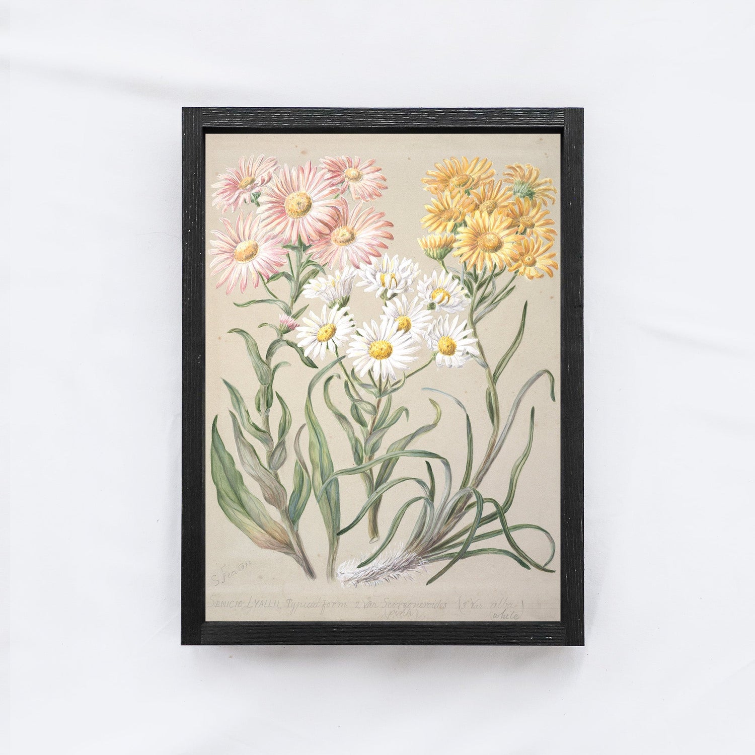 Vintage Flower Drawing A53-1