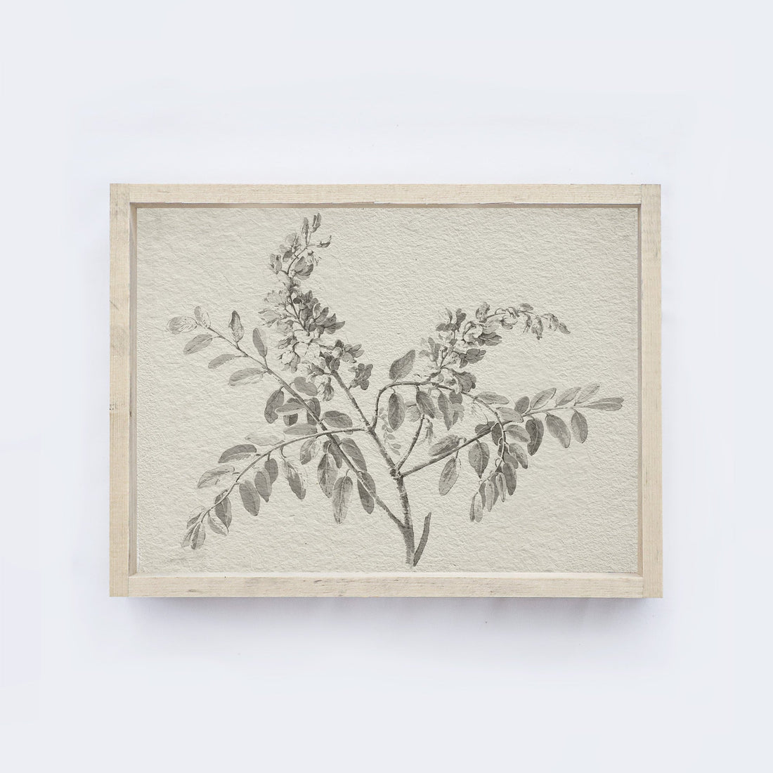 Vintage Botanical Watercolour Painting A75-1