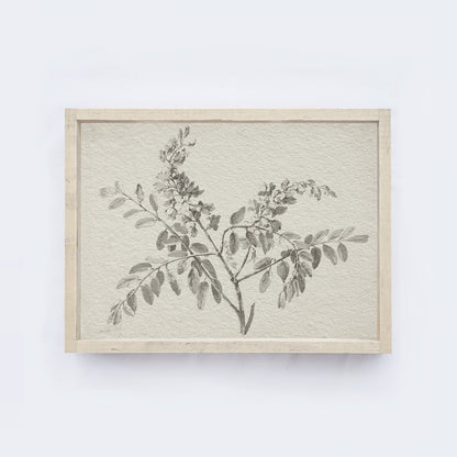 Vintage Botanical Watercolour Painting A75-1