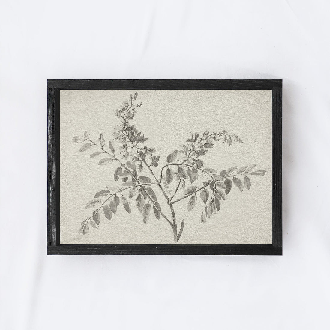 Vintage Botanical Watercolour Painting A75-0