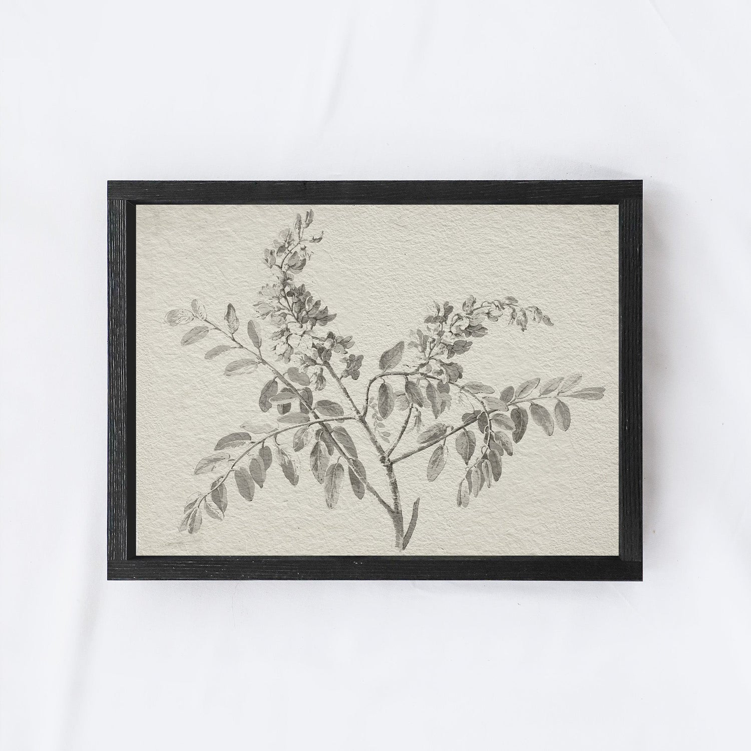 Vintage Botanical Watercolour Painting A75-0