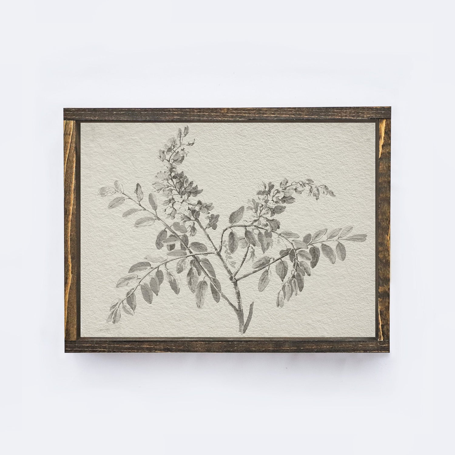Vintage Botanical Watercolour Painting A75-2