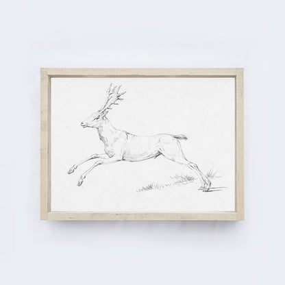 Deer Sketch A68-0