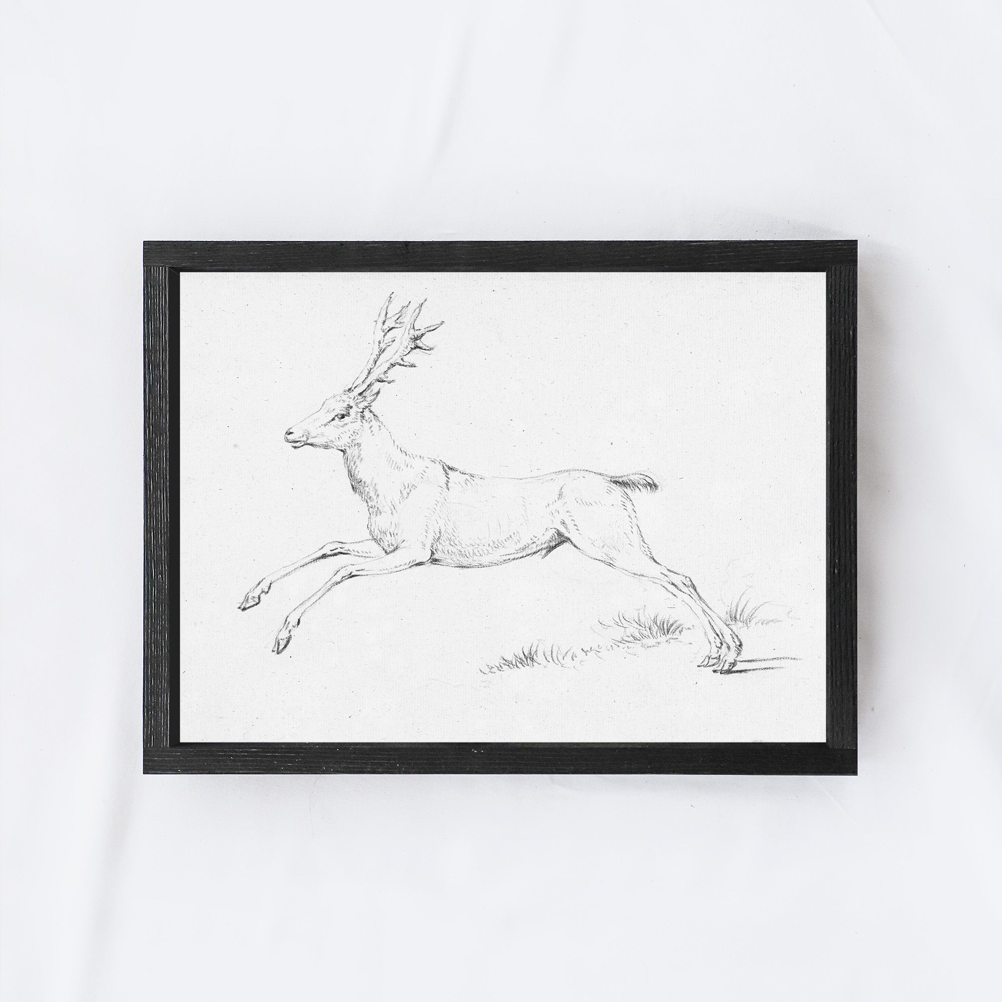 Deer Sketch A68-1