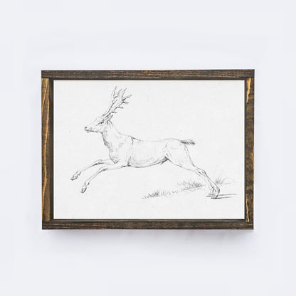 Deer Sketch A68-2