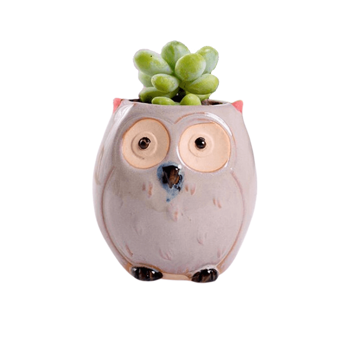 Owl Style 4 Succulent Planter Pot-0