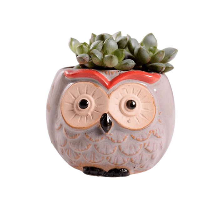 Owl Style 5 Succulent Planter Pot-0