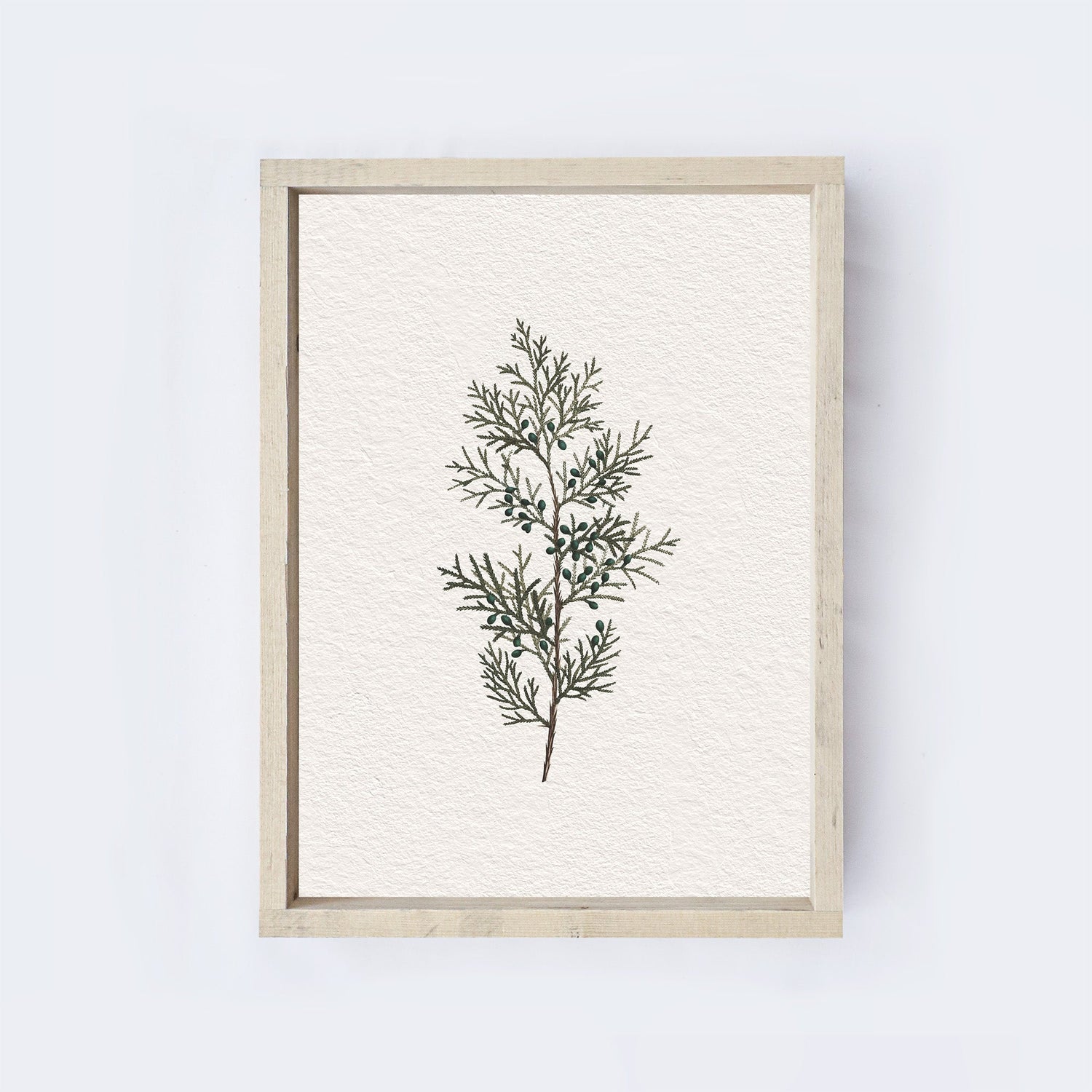 Vintage Coniferous Drawing A72-2