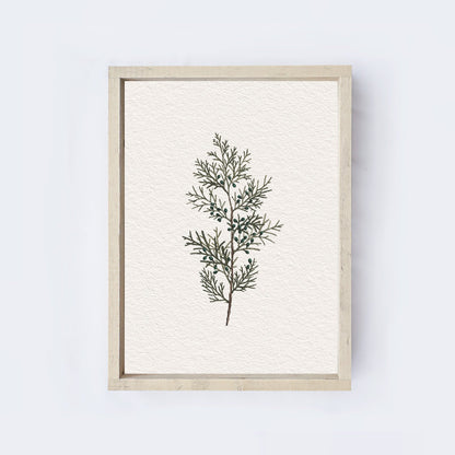 Vintage Coniferous Drawing A72-2