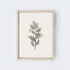 Vintage Coniferous Drawing A72-2