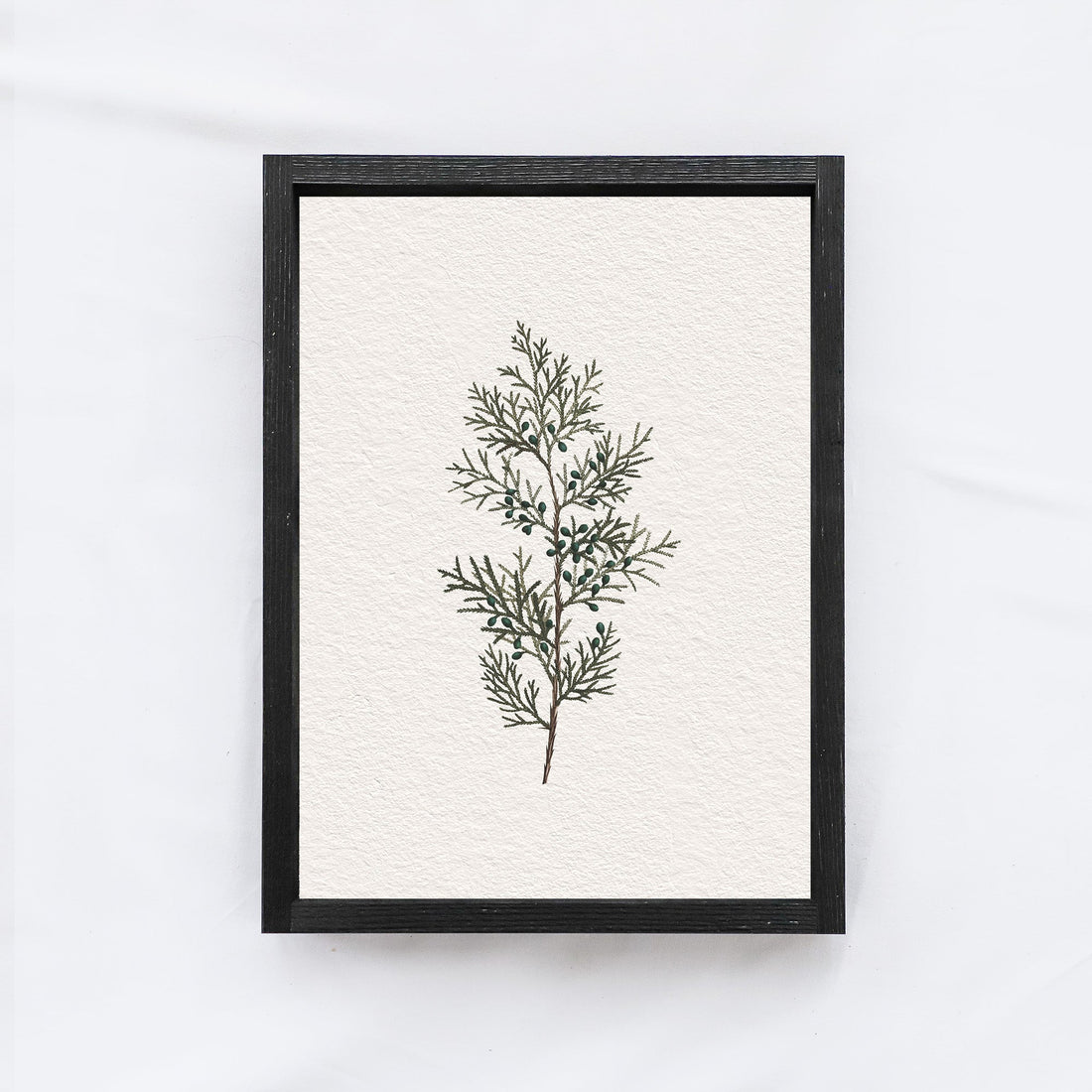 Vintage Coniferous Drawing A72-1