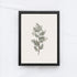 Vintage Coniferous Drawing A72-1