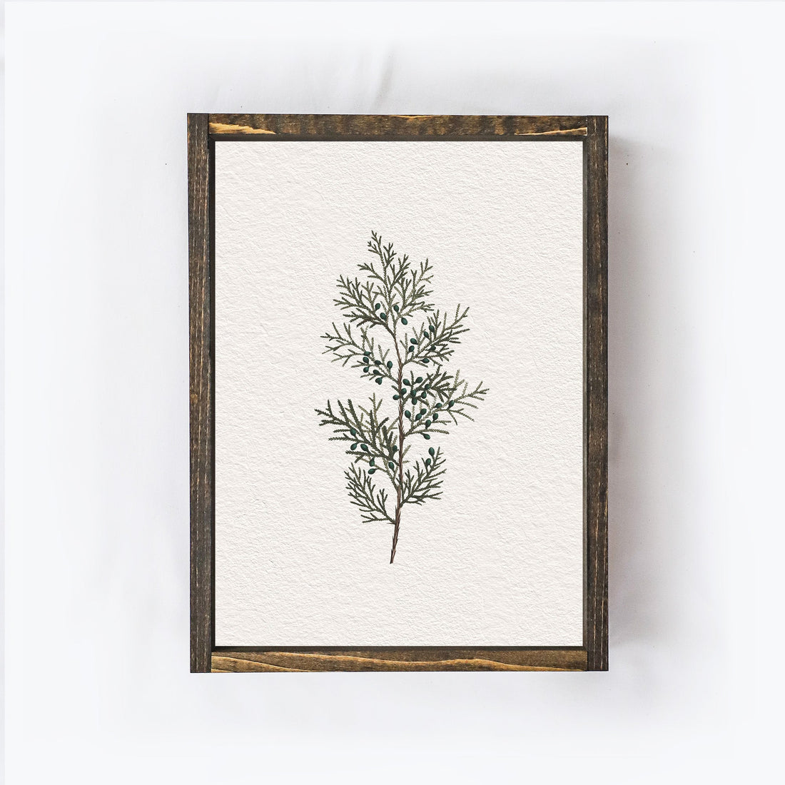 Vintage Coniferous Drawing A72-0