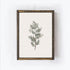 Vintage Coniferous Drawing A72-0